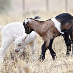 25+ Lovely Wallpapers Of Baby Goats