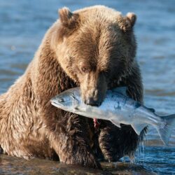 Bear Grizzly Bear Fish wallpapers