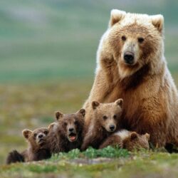 Animals For > Baby Grizzly Bear Wallpapers