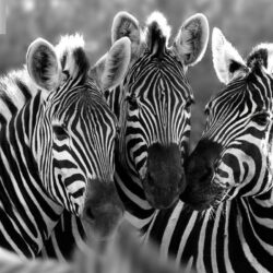 Stunning zebra hd free wallpapers download