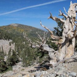 40 Georgeous Photos of Great Basin National Park in Nevada