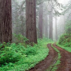 redwoods national park california