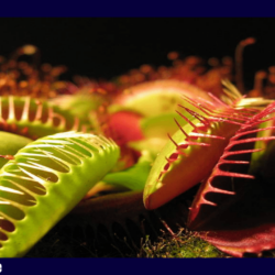 Venus flytrap Wallpapers and Backgrounds Image