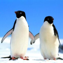 Penguin Wallpapers