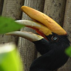 Java rhinoceros hornbill