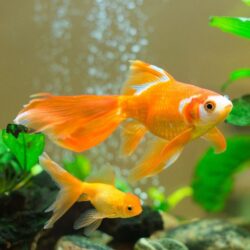 Goldfish Image Backgrounds HD Wallpapers