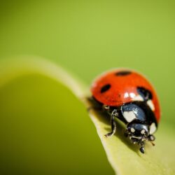 Ladybug Wallpapers, Pictures, Image