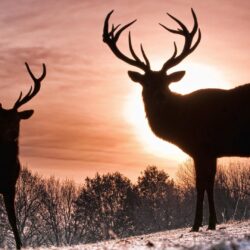 Free Whitetail Deer Wallpapers