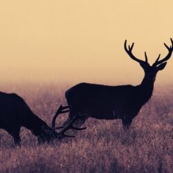 Deer Wallpapers HD