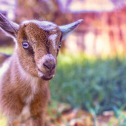 Goat Wallpaper Backgrounds : Animals Wallpapers