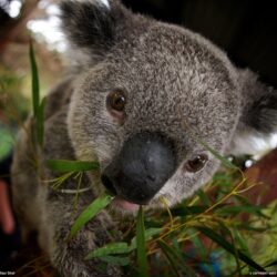 Koala Picture – Animal Wallpapers