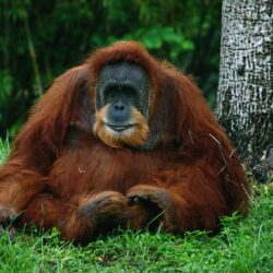 Orangutan Computer Wallpapers, Desktop Backgrounds Id