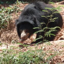 Free Sloth Bear Wallpapers download