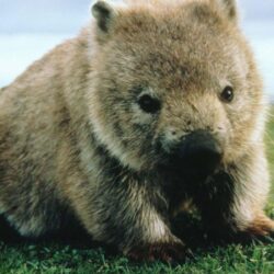 Wombat