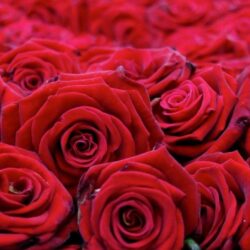 Download Wallpapers Roses, Flowers, Buds, Red, Many