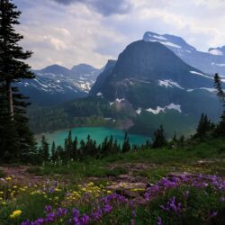 Glacier National Park Flowers Wallpapers