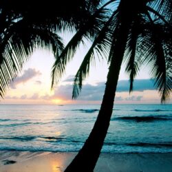 Ocean sunset palm trees Wallpapers