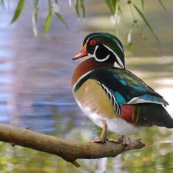 Wallpapers For > Wood Duck Wallpapers