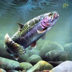 Fly Fishing Trout Graphics Code