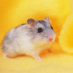 Hamster Wallpapers High Definition Wallpapers