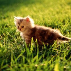 Cute Kitten