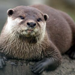 HD otter wallpapers