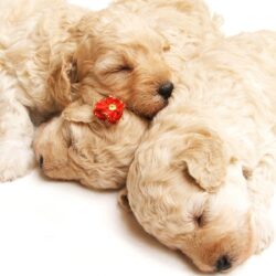 Cute Sleeping Puppies Wallpapers