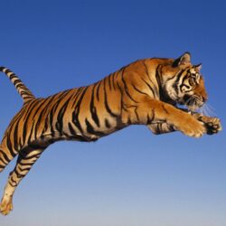 Jumping Tiger Wallpapers HD Wallpapers