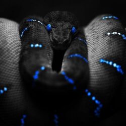 animals, Snake, Selective Coloring, Boa Constrictor Wallpapers HD