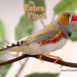 Finch Aviary