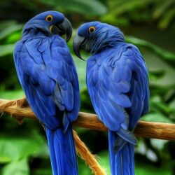 Hyacinth Macaw Wallpapers 22
