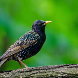 Starling HD Wallpapers