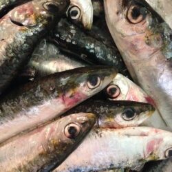 HD wallpaper: fish, sardines, seafood, healthy, fishing