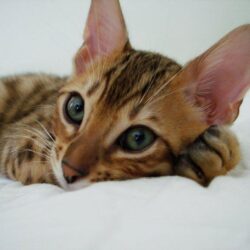 Bengal Cat Wallpapers 10 1024×768 HD Wallpapers Res