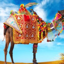 Decorative Camel in Desert HD Photo