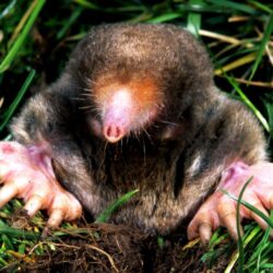 Baby Ground Mole