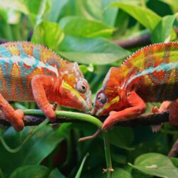 Two Chameleons On A Tree 4K UltraHD Wallpapers