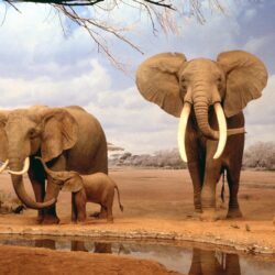 Download Africa Elephants Summer Animals Desktop Wallpapers