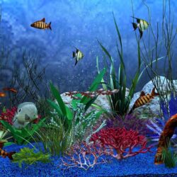 65+ Fish Tank Wallpapers