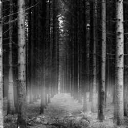 Wallpapers For > Forest Backgrounds Black And White
