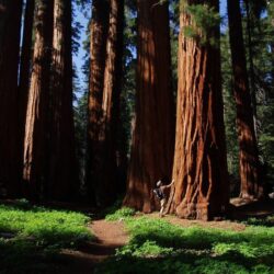 New Grant Grove Restaurant Opens in Kings Canyon National Park
