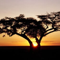 HD Wallpapers: » Nature » Safari Sunrise, Africa Free