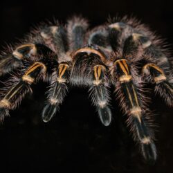 black and yellow tarantula free image