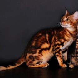 Bengal cats on a gray backgrounds wallpapers and image