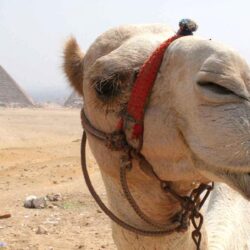 Funny Camel Wallpapers