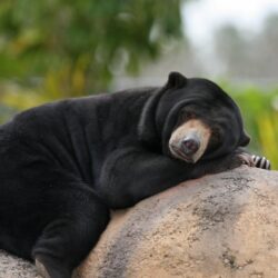Download wallpapers Malayan Sun Bears, bear, lazy bear