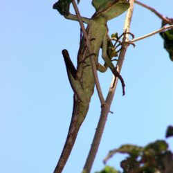 Casquehead Iguanas