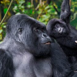 Beautiful male mountain gorilla and juvenile in volcanoes national