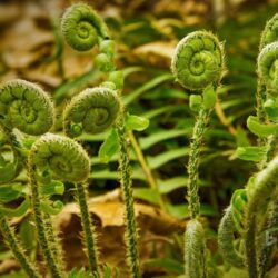 Fiddlehead ferns at Valley Falls Park in Vernon, Connecticut