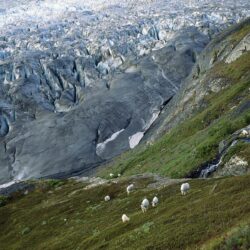 Nature: Mountain Goats Kenai Fjords National Park Alaska, picture